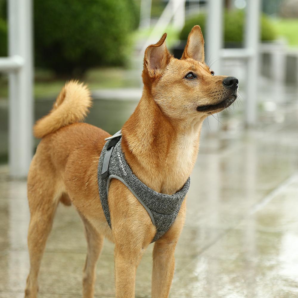 Air Pro Dog Harness | PetPals® - Stringspeed
