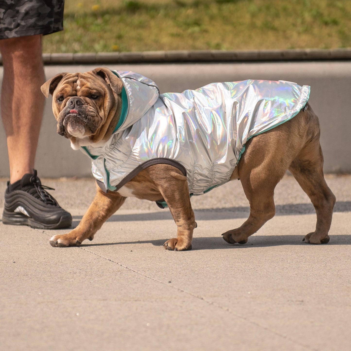 Reversible Raincoat | PetPals® - Stringspeed