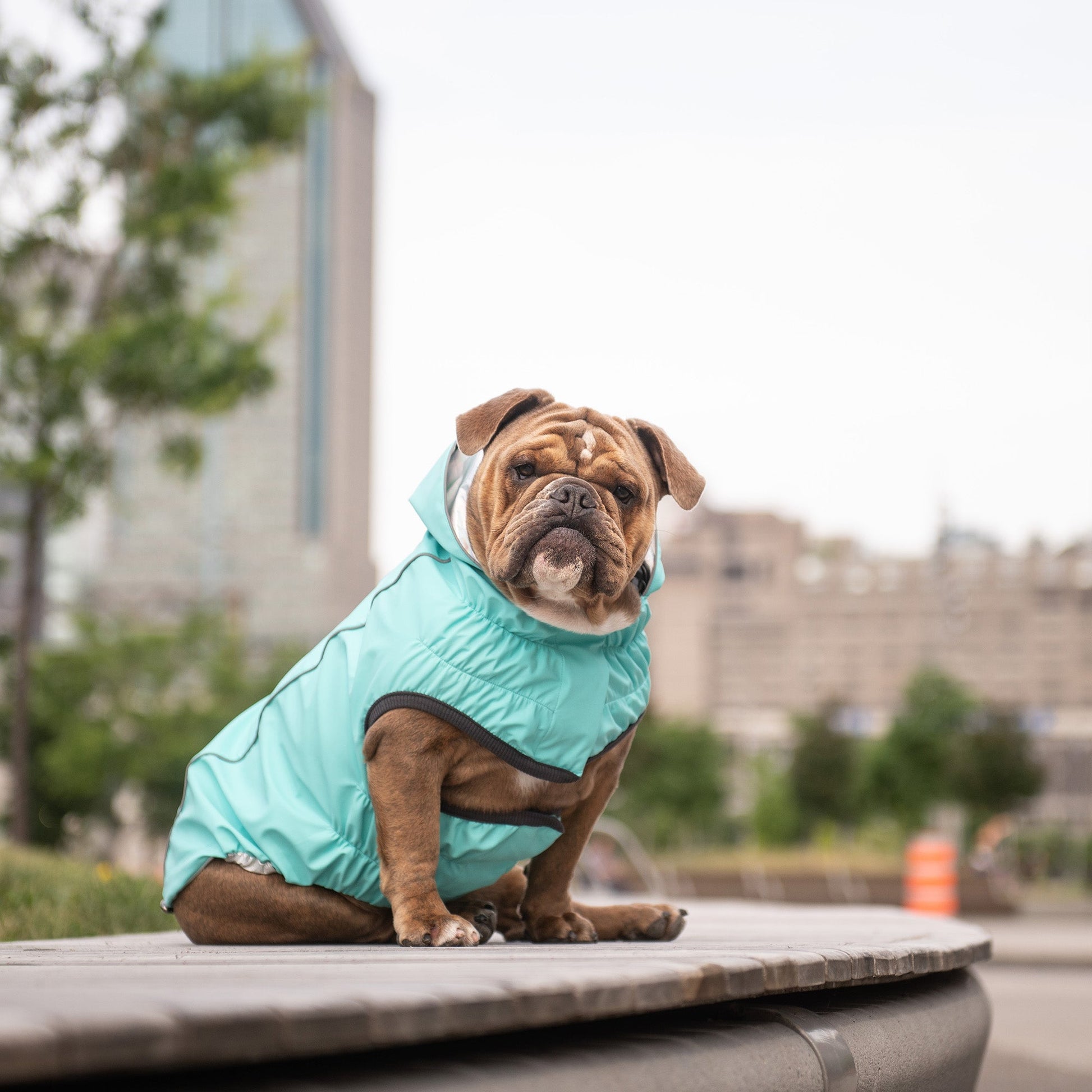 Reversible Raincoat | PetPals® - Stringspeed