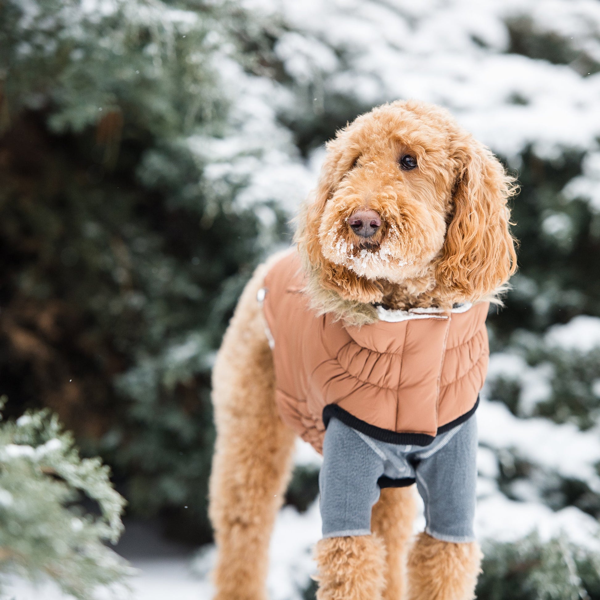 Urban Parka | PetPals® - Stringspeed