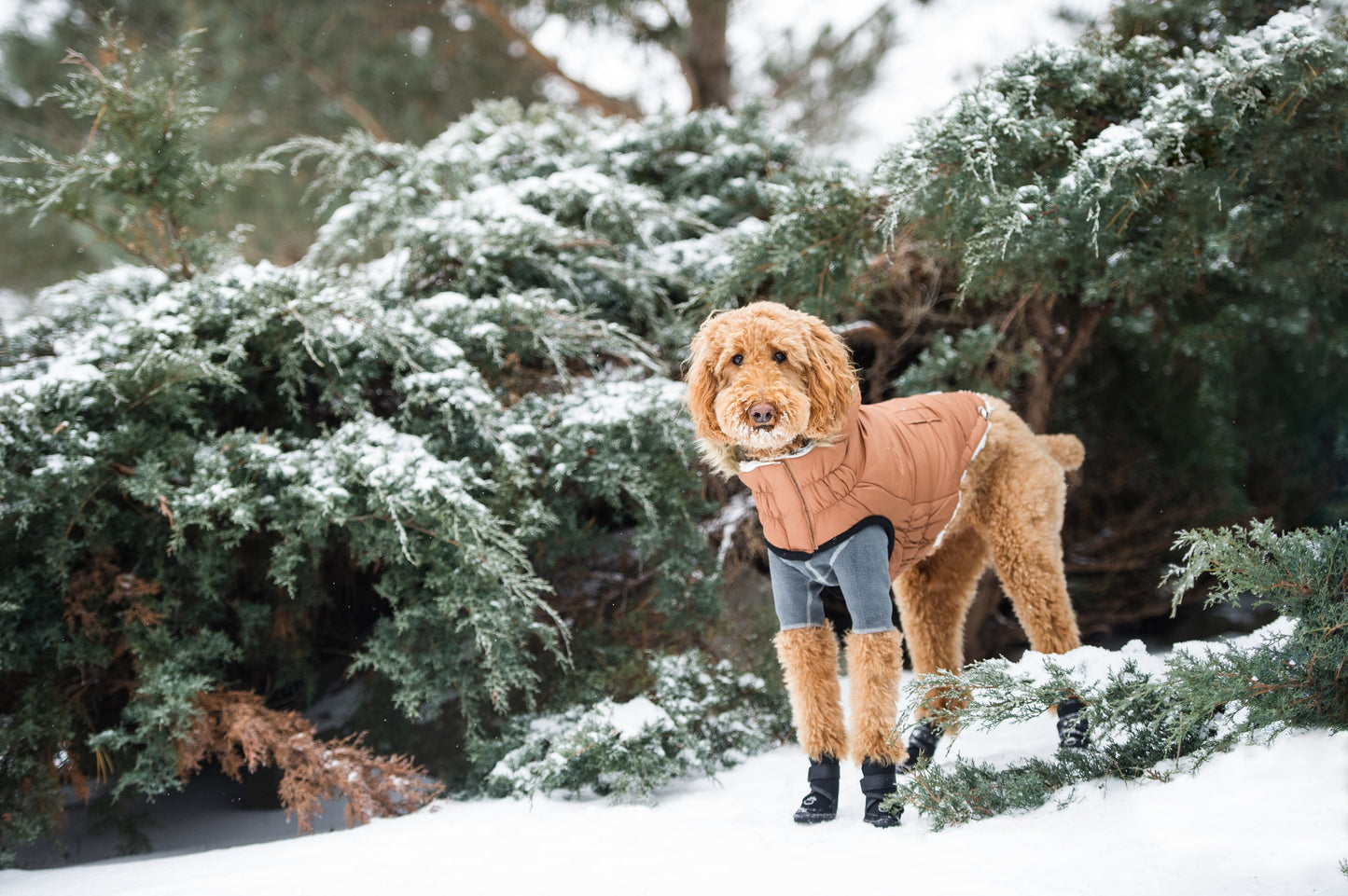 Urban Parka | PetPals® - Stringspeed