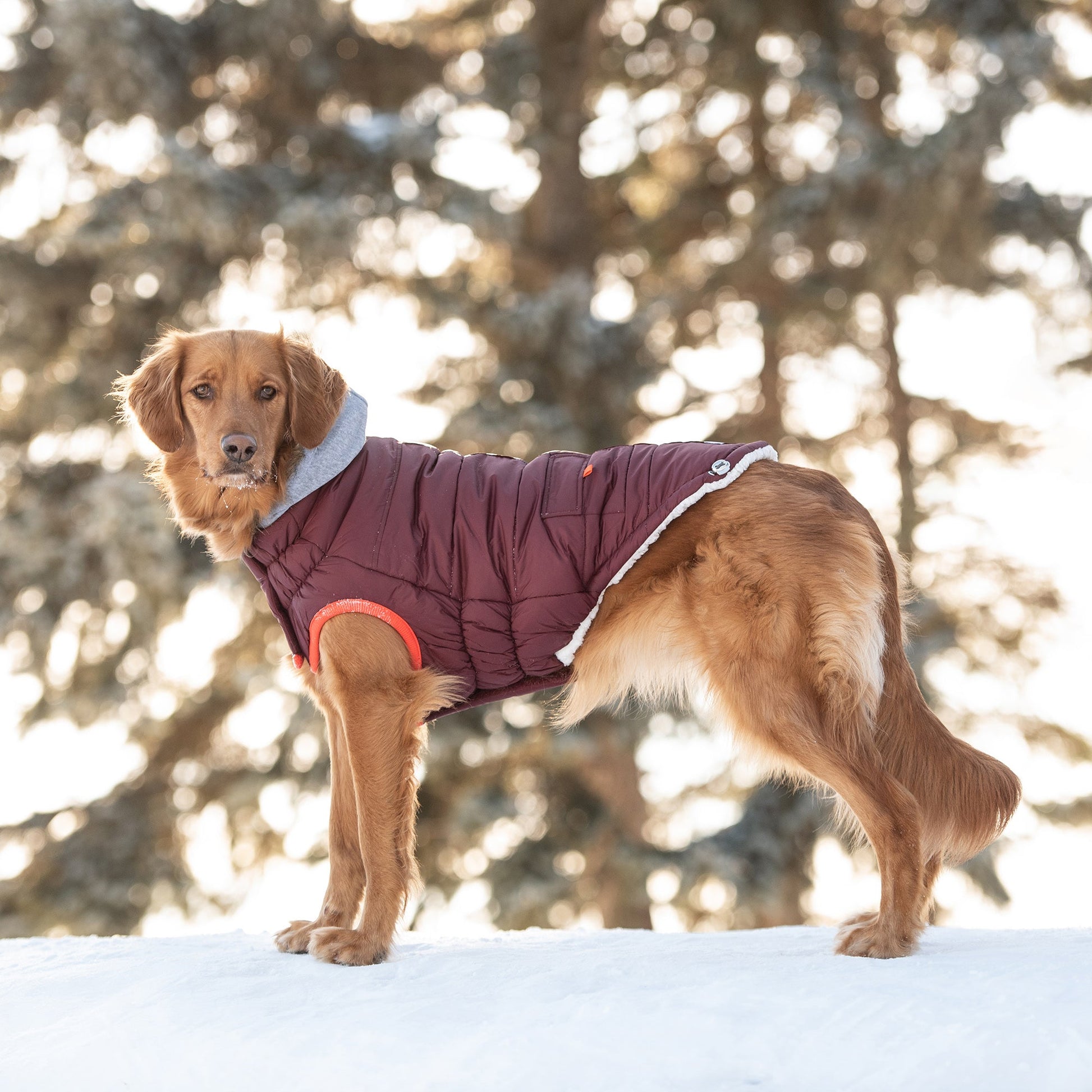 Winter Sailor Parka | PetPals® - Stringspeed