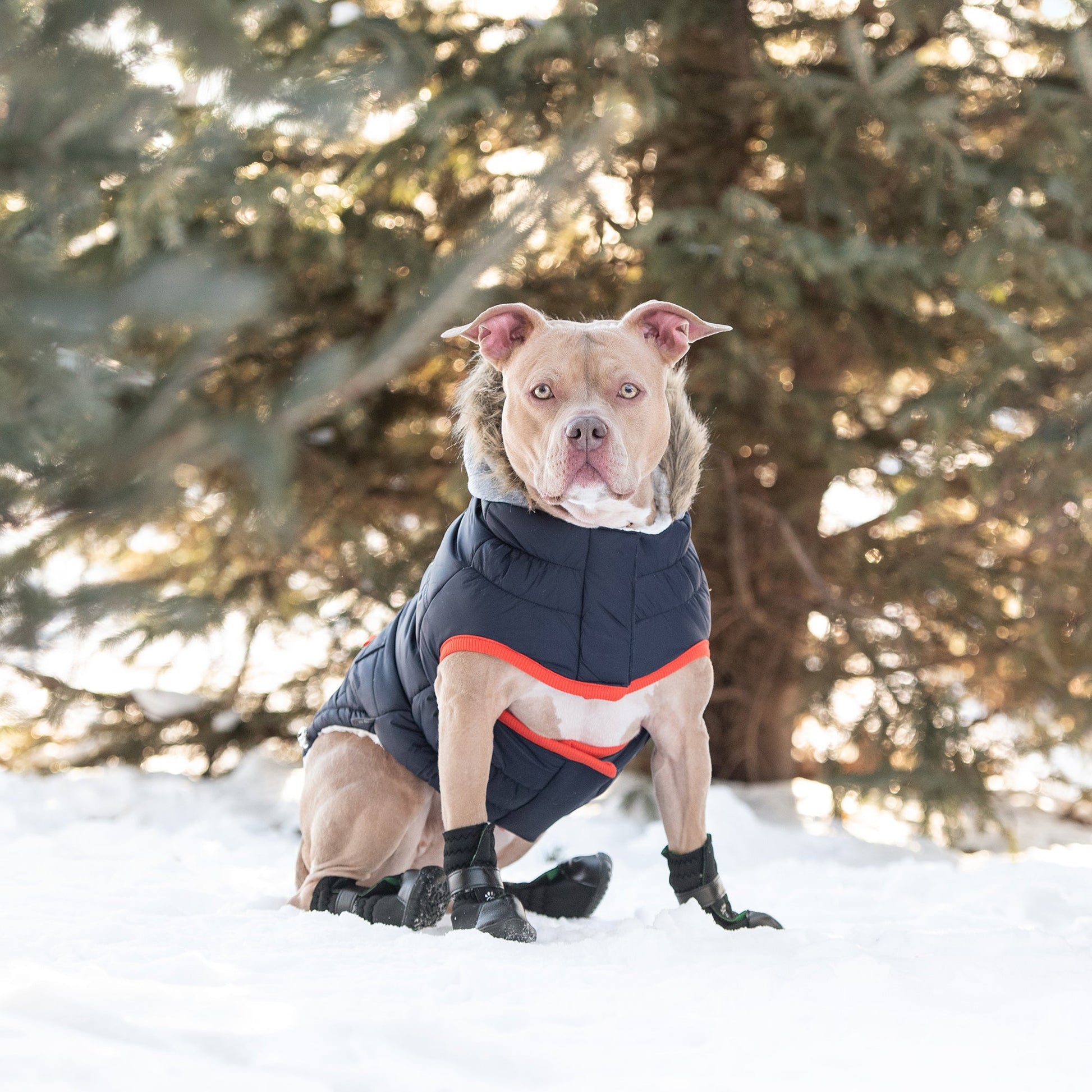 Winter Sailor Parka | PetPals® - Stringspeed