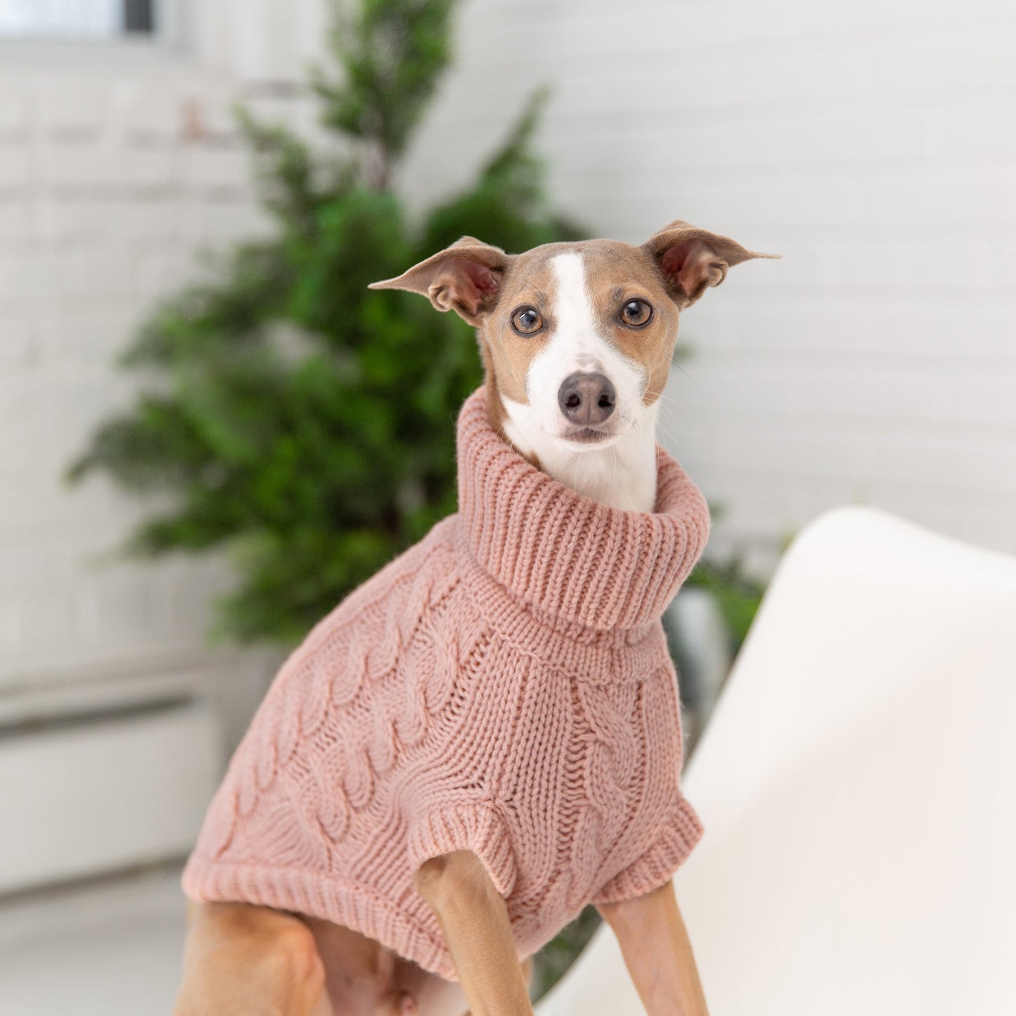 Chalet Sweater | PetPals® - Stringspeed