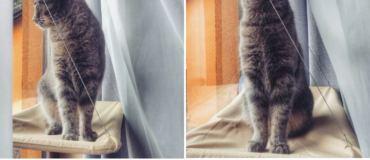 Cat Window Bed | PetPals® - Stringspeed